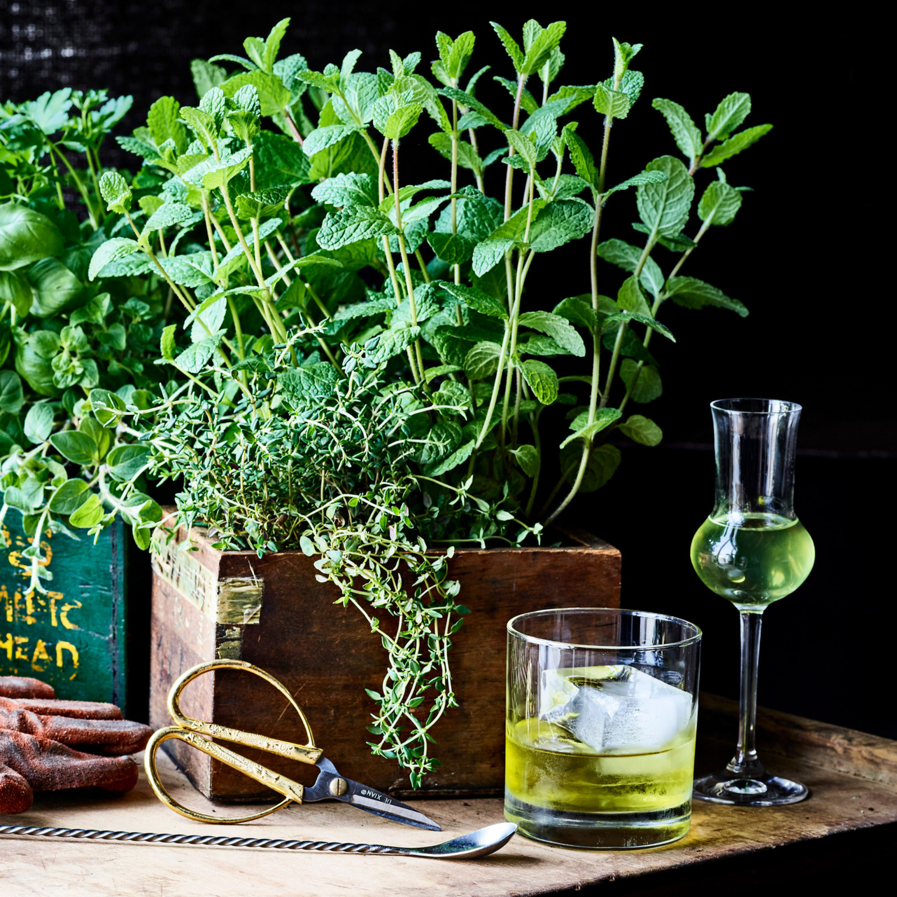 Botany at the Bar