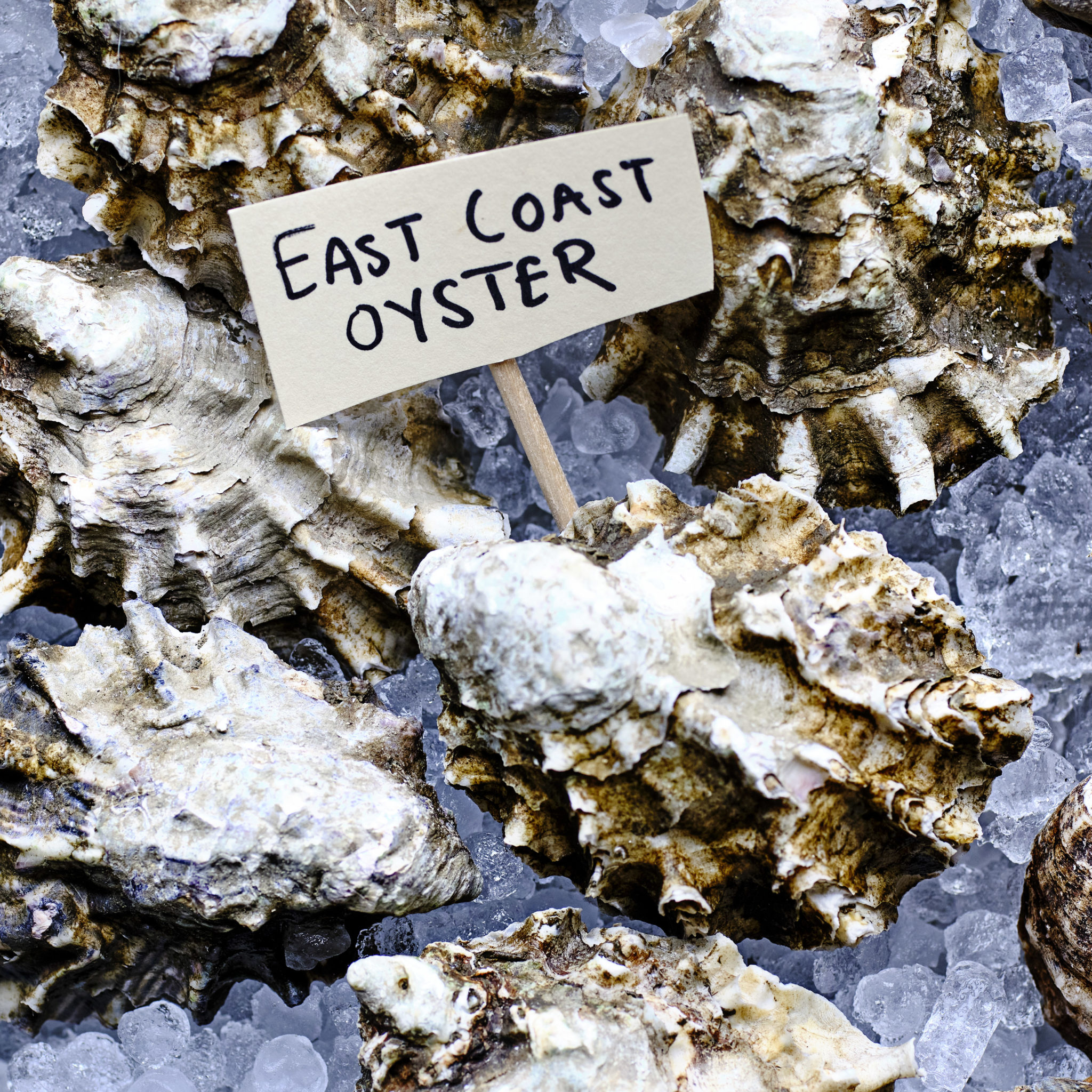 East_Coast_Oysters_Frame_stories_2203FS02_1038