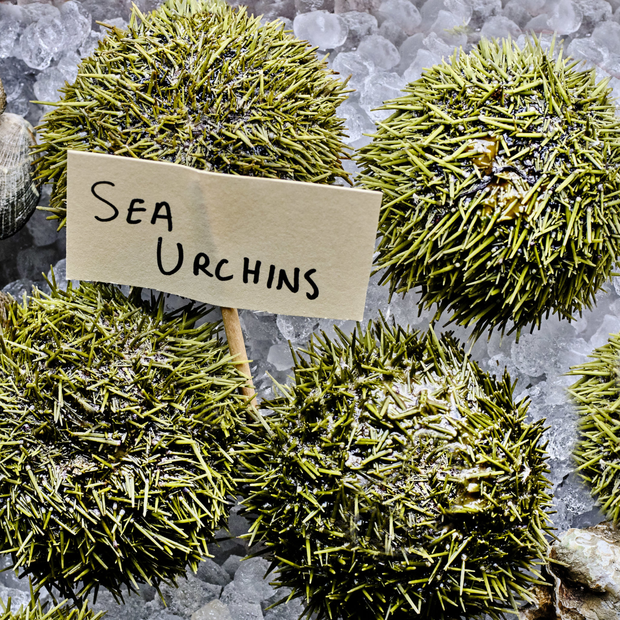 Sea_Urchins