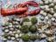 Shellfish_Frame_stories_2203FS02_32880_4x3